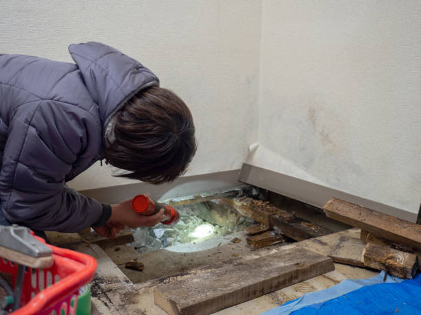 Best Mold Damage Restoration  in Asheville, NC