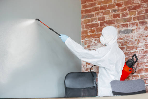 Best Basement Mold Removal  in Asheville, NC