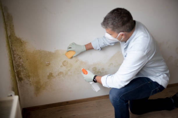 Environmental Consulting for Mold Prevention in Asheville, NC