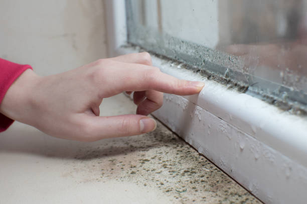Best Mold Odor Removal Services  in Asheville, NC