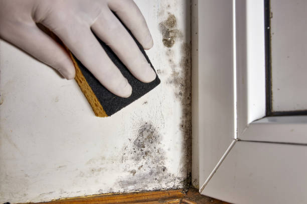 Reliable Asheville, NC Mold Removal Solutions