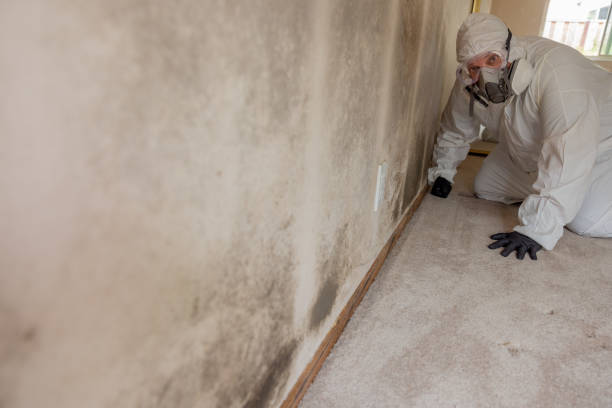 Best Biohazard Mold Removal  in Asheville, NC